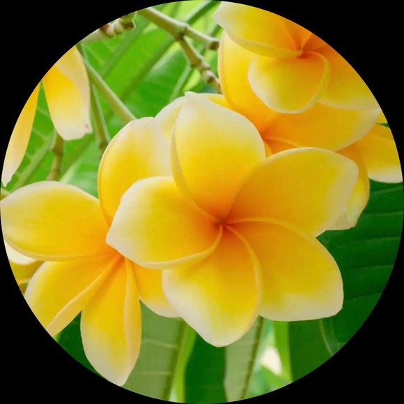 mahaloaloha808